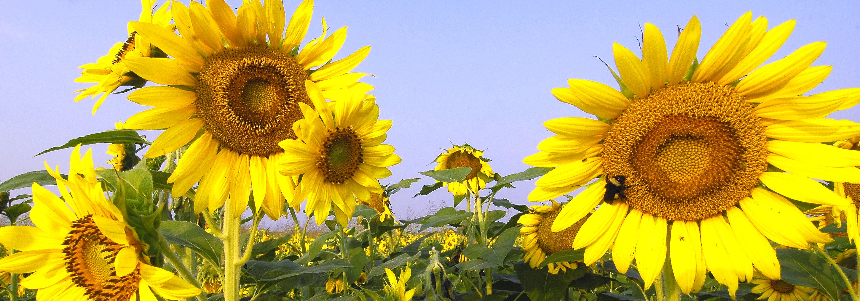 sunflowers 3jpg